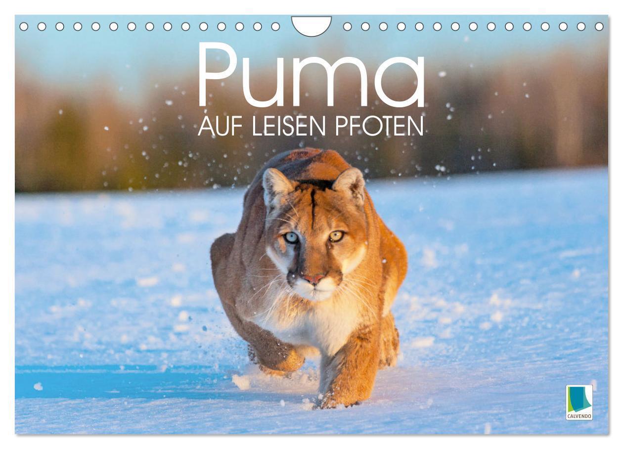 Cover: 9783383778032 | Puma: Auf leisen Pfoten (Wandkalender 2025 DIN A4 quer), CALVENDO...