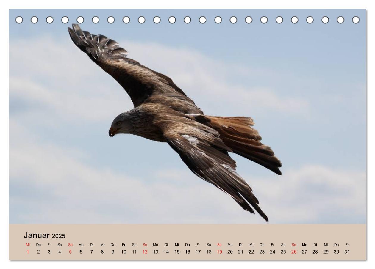 Bild: 9783435514298 | Der Steinadler. Majestätischer Greifvogel (Tischkalender 2025 DIN...