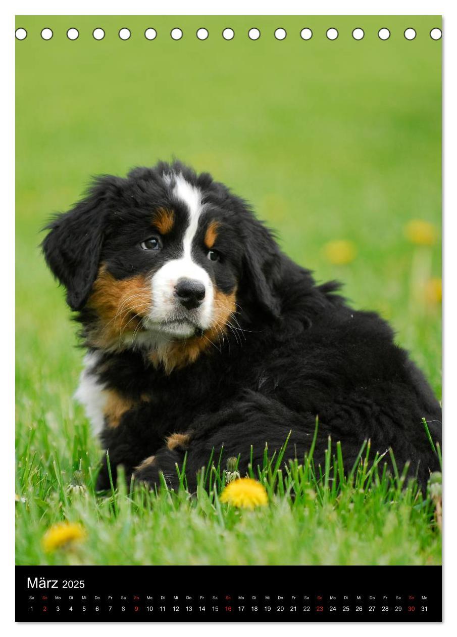 Bild: 9783457068489 | Berner Sennenhund 2025 (Tischkalender 2025 DIN A5 hoch), CALVENDO...