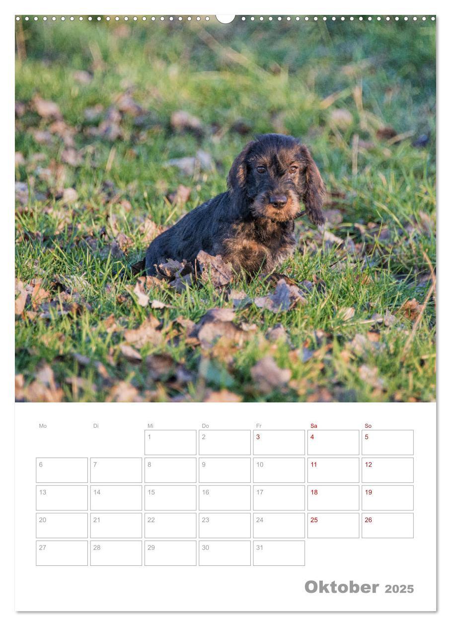 Bild: 9783435973354 | Dackelportraits (Wandkalender 2025 DIN A2 hoch), CALVENDO...