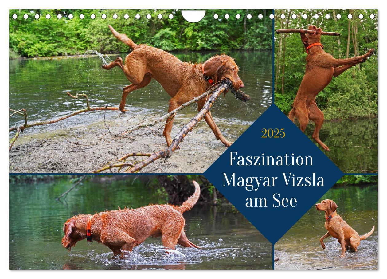 Cover: 9783383962295 | Faszination Magyar Vizsla am See (Wandkalender 2025 DIN A4 quer),...