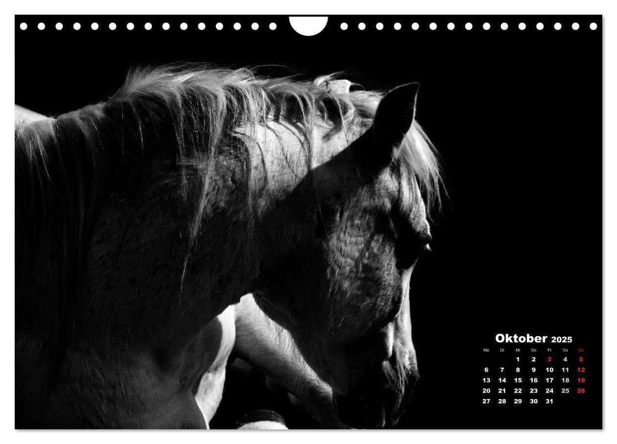 Bild: 9783435630905 | Pferde zwischen Licht und Schatten (Wandkalender 2025 DIN A4 quer),...