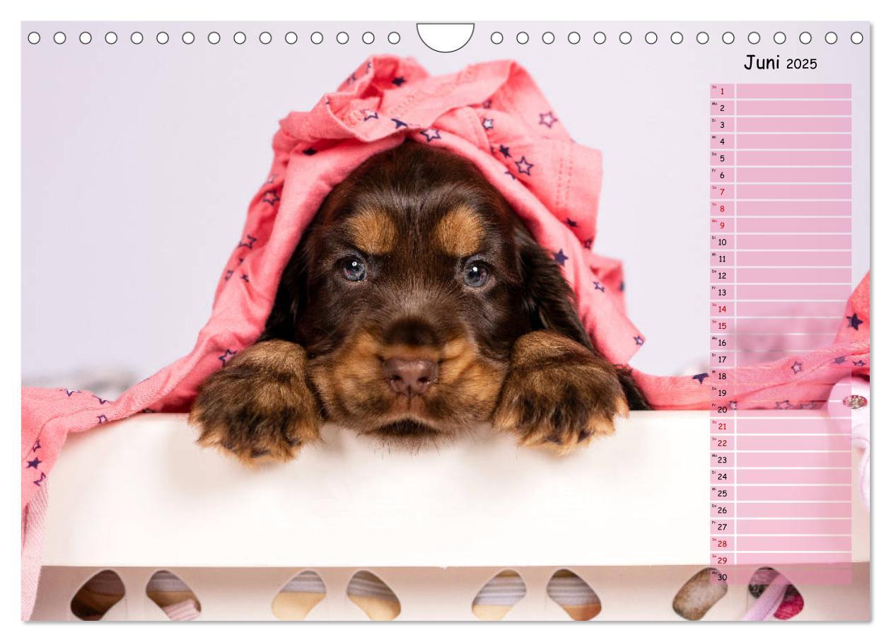 Bild: 9783435119844 | English Cocker Spaniel Welpen (Wandkalender 2025 DIN A4 quer),...