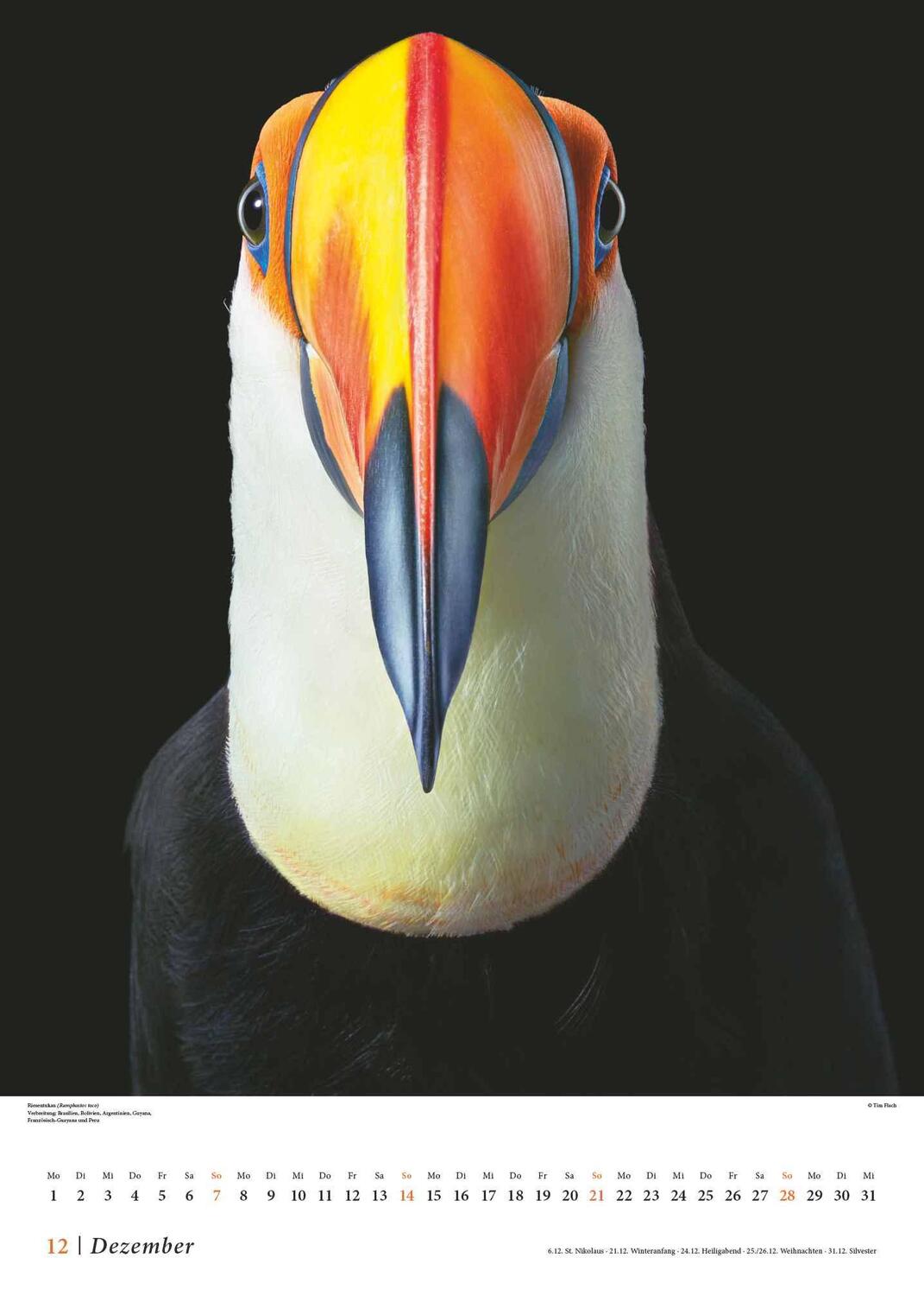 Bild: 4250809653549 | Tim Flach: Vögel 2025 - Posterkalender von DUMONT- Vogel-Porträts...