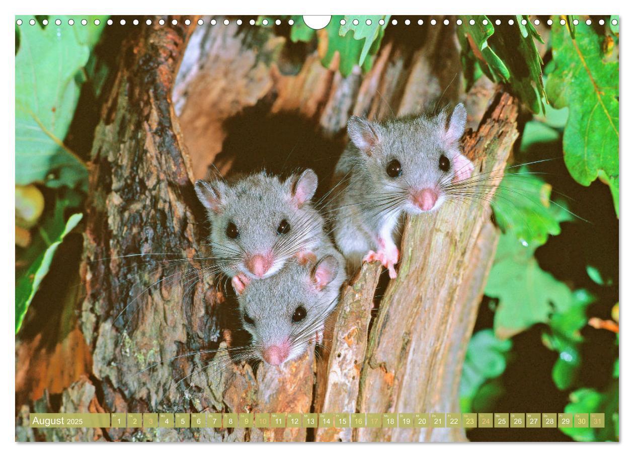 Bild: 9783457183779 | Wald-Kindergarten: Tierkinder im Wald (Wandkalender 2025 DIN A3...