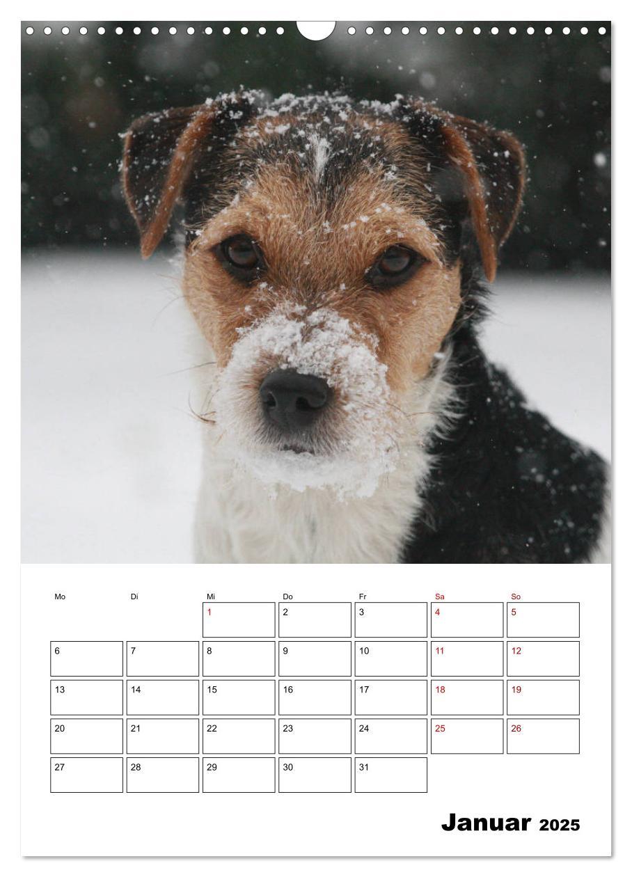 Bild: 9783435995592 | Tender Fellows - Parson Russell Terrier (Wandkalender 2025 DIN A3...