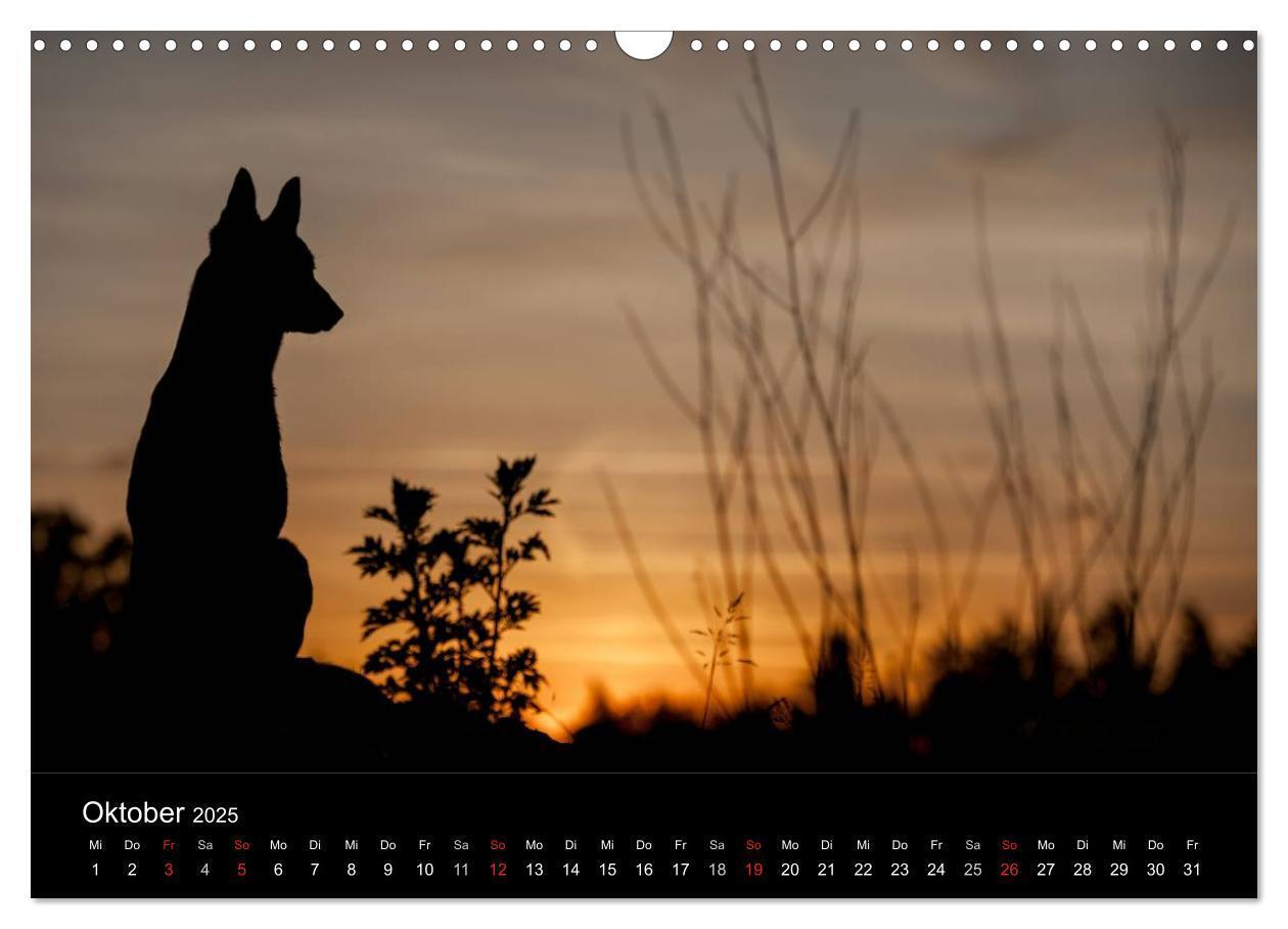 Bild: 9783435638697 | Belgische Schäferhunde - Der Malinois im Licht (Wandkalender 2025...