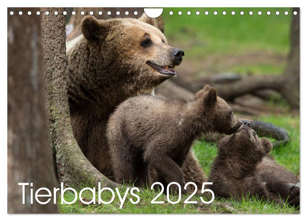 Cover: 9783435563289 | Tierbabys 2025 (Wandkalender 2025 DIN A4 quer), CALVENDO...