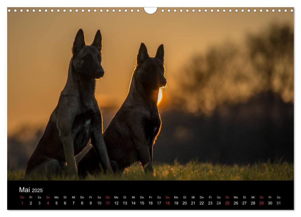 Bild: 9783435638697 | Belgische Schäferhunde - Der Malinois im Licht (Wandkalender 2025...