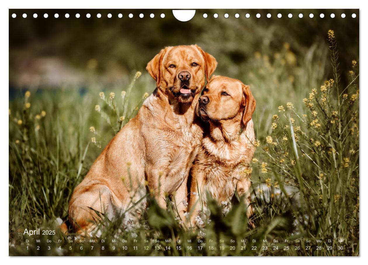 Bild: 9783435018796 | Verzauberung Labrador Retriever 2025 (Wandkalender 2025 DIN A4...