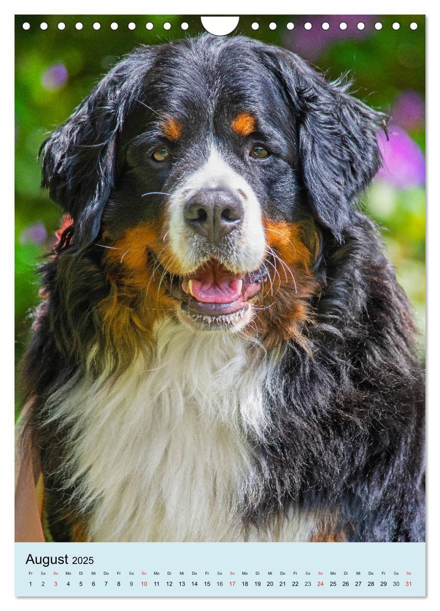 Bild: 9783435961054 | Berner Sennenhund - stark , schön und liebenswert (Wandkalender...