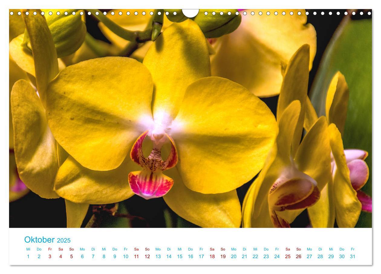 Bild: 9783435285501 | Die Königin der Blumenwelt, die Orchidee (Wandkalender 2025 DIN A3...