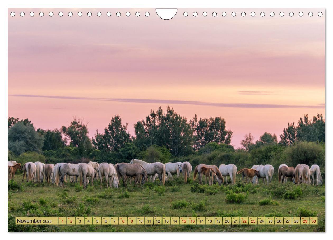 Bild: 9783383828287 | Die wilden Pferde der Camargue (Wandkalender 2025 DIN A4 quer),...