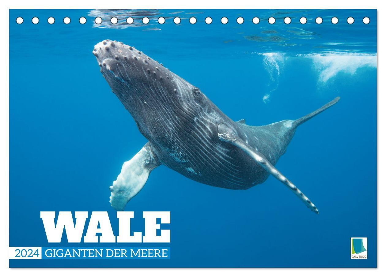 Cover: 9783383707384 | Wale: Giganten der Meere (Tischkalender 2024 DIN A5 quer), CALVENDO...