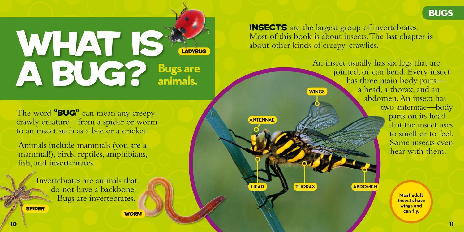 Bild: 9781426317231 | Little Kids First Big Book of Bugs | Catherine D. Hughes | Buch | 2014