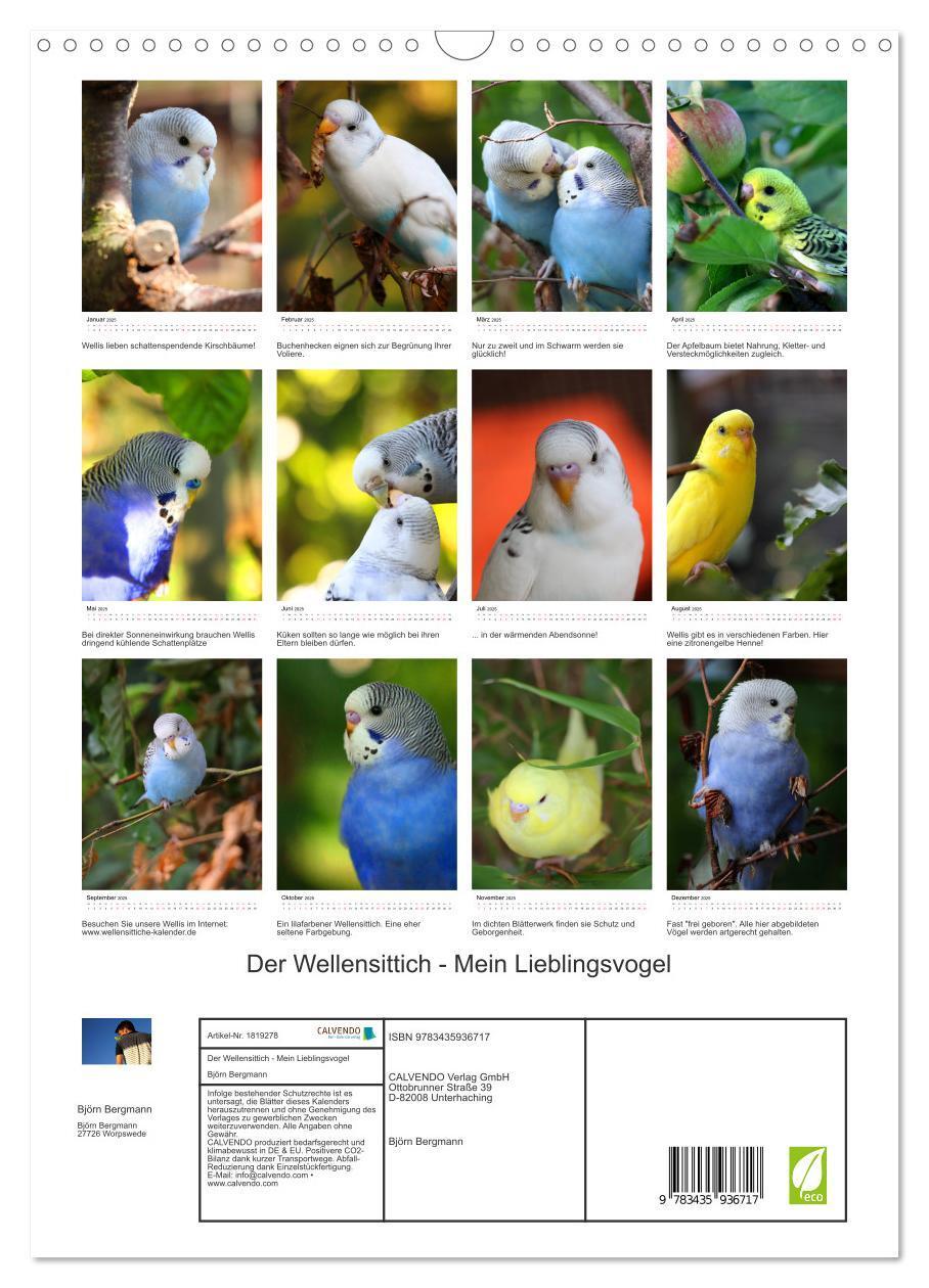 Bild: 9783435936717 | Der Wellensittich - Mein Lieblingsvogel (Wandkalender 2025 DIN A3...