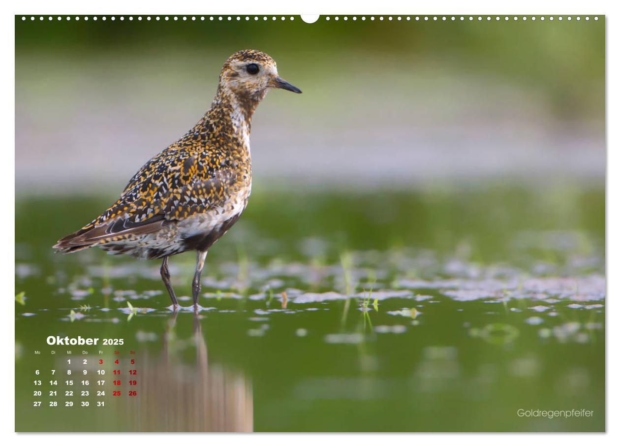 Bild: 9783435379392 | Wattvögel an der Friesischen IJsselmeerküste (Wandkalender 2025 DIN...