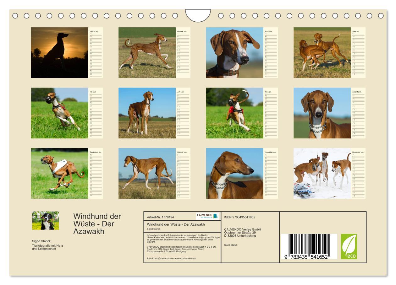 Bild: 9783435541652 | Windhund der Wüste - Der Azawakh (Wandkalender 2025 DIN A4 quer),...