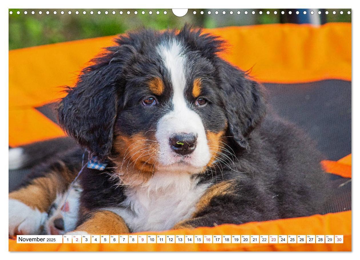 Bild: 9783435215331 | Kleine Herzen auf 4 Pfoten - Berner Sennenhunde (Wandkalender 2025...