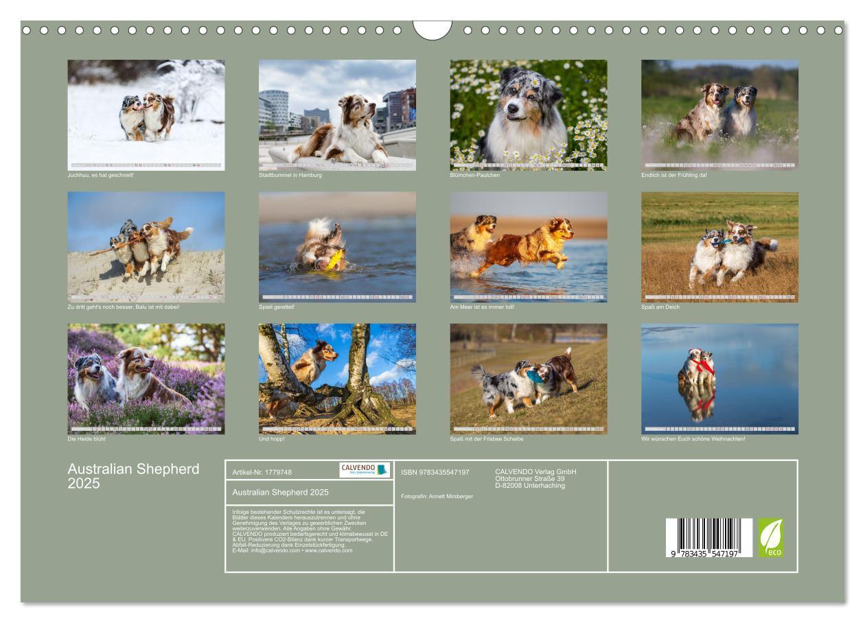 Bild: 9783435547197 | Australian Shepherd 2025 (Wandkalender 2025 DIN A3 quer), CALVENDO...