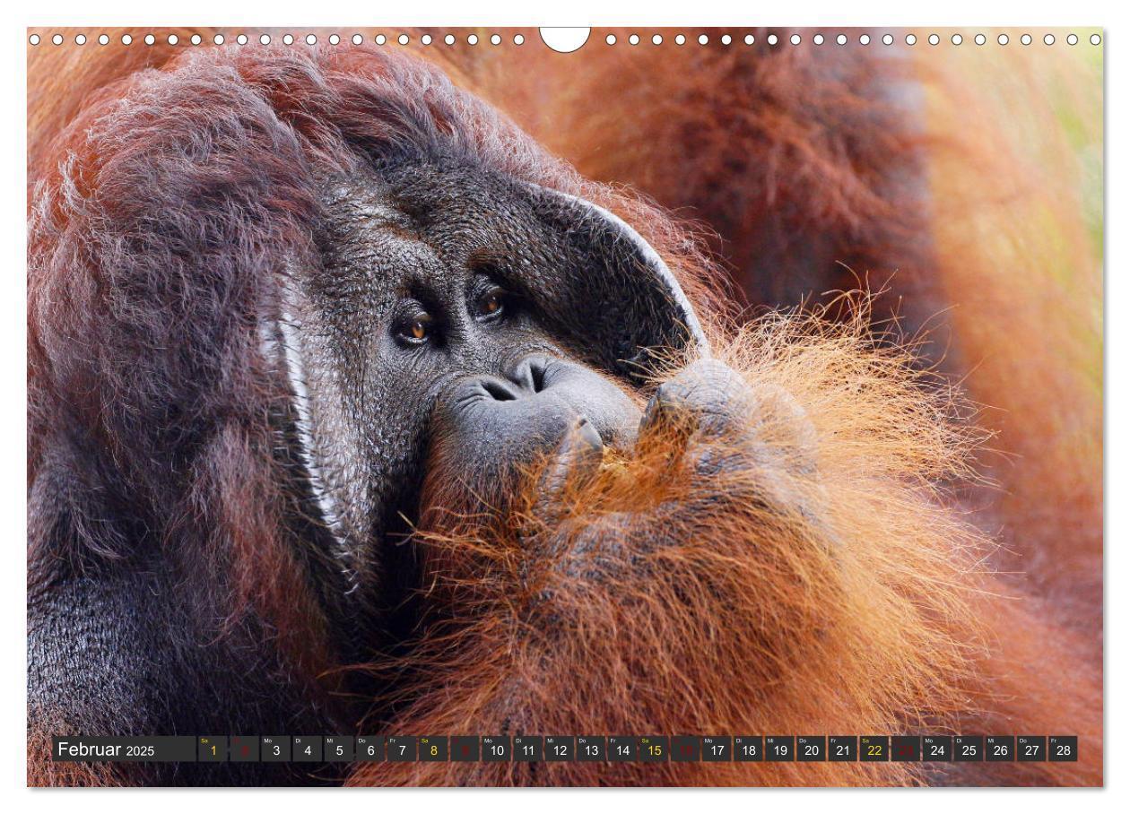 Bild: 9783435361502 | Waldmenschen - Orang Utans auf Borneo (Wandkalender 2025 DIN A3...