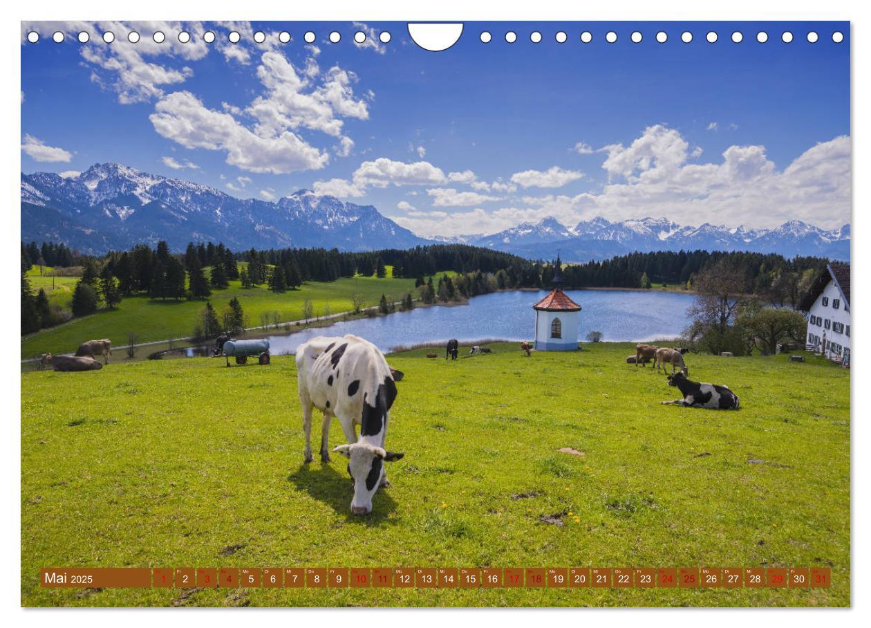 Bild: 9783435347865 | Allgäuer Schönheiten Allgäu - Land der Kühe (Wandkalender 2025 DIN...