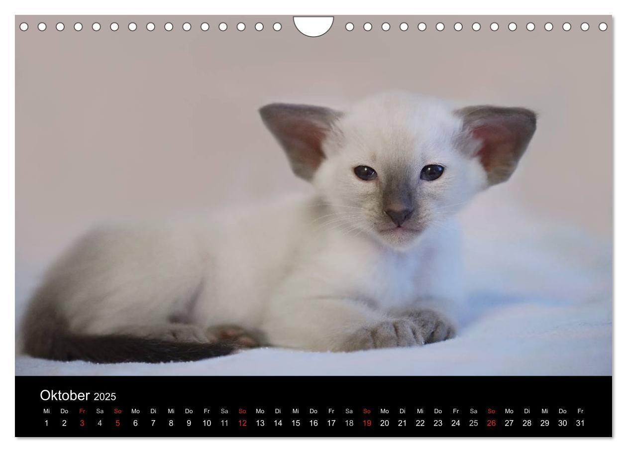 Bild: 9783435730070 | Orientalische Katzen (Wandkalender 2025 DIN A4 quer), CALVENDO...