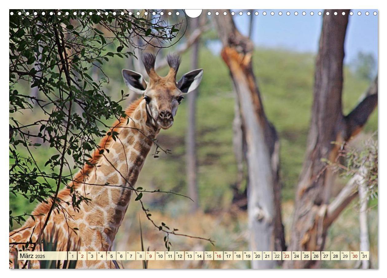 Bild: 9783435419074 | Afrika. Botswanas wundervolle Tierwelt (Wandkalender 2025 DIN A3...