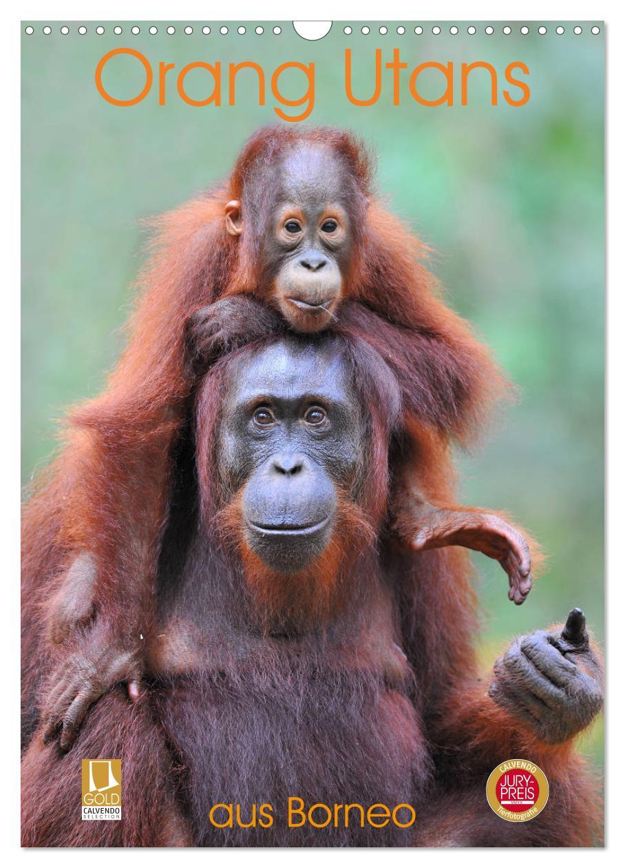 Cover: 9783435965205 | Orang Utans aus Borneo (Wandkalender 2025 DIN A3 hoch), CALVENDO...