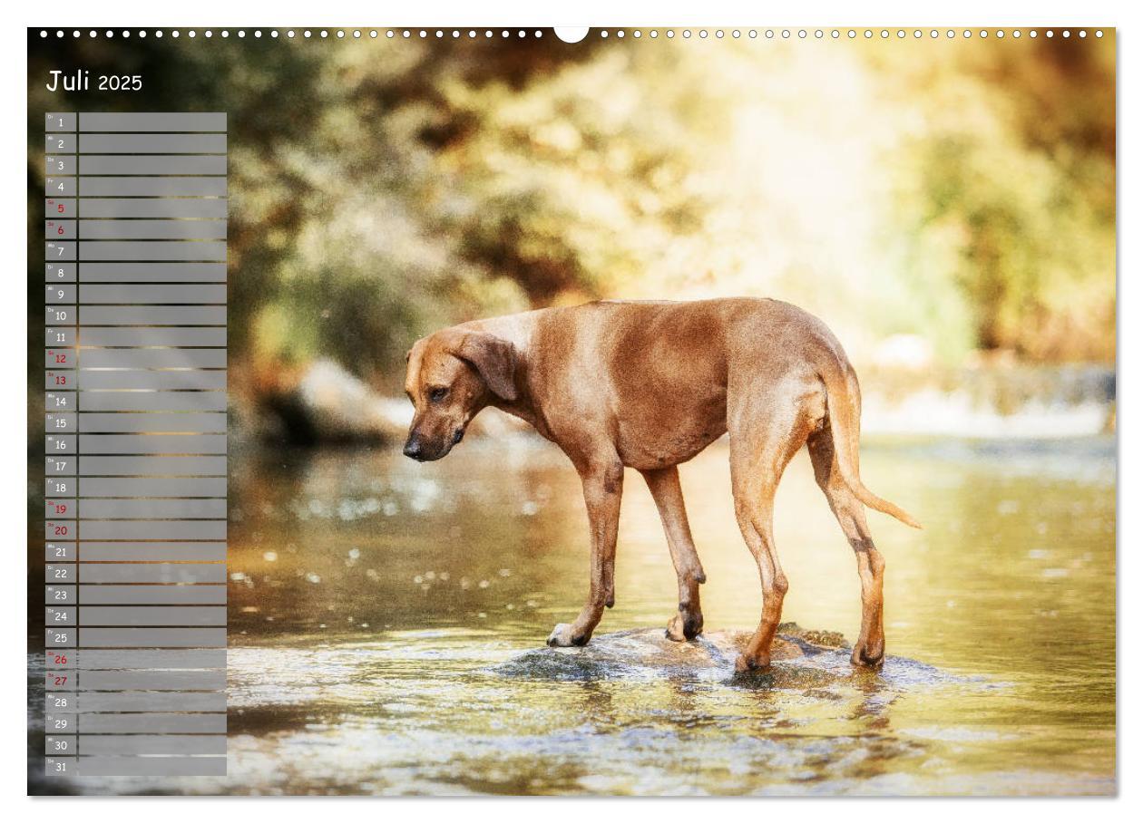 Bild: 9783435352449 | Rhodesian Ridgeback - Herzen auf vier Pfoten (hochwertiger Premium...