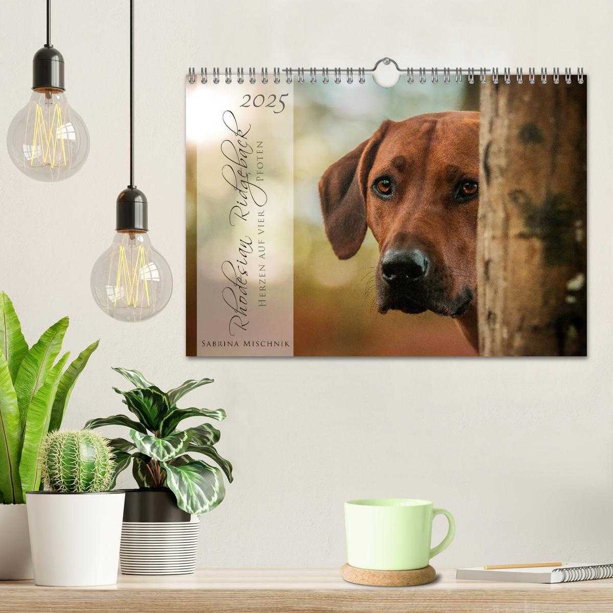 Bild: 9783435358625 | Rhodesian Ridgeback - Herzen auf vier Pfoten (Wandkalender 2025 DIN...