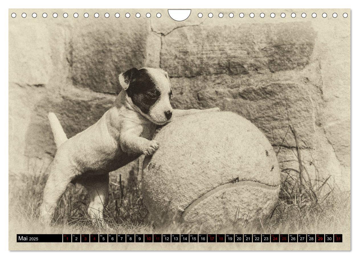 Bild: 9783435400911 | Parson Jack Russel Welpen (Wandkalender 2025 DIN A4 quer), CALVENDO...