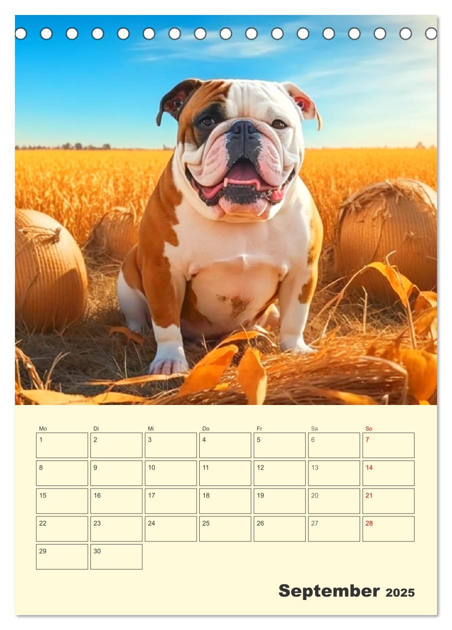 Bild: 9783435876600 | English Bulldogs. Fröhliche Dickköpfe mit Charakter (Tischkalender...