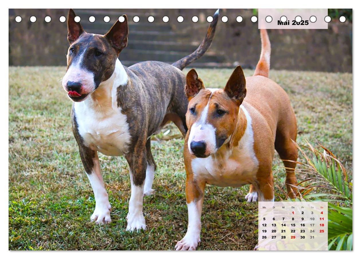 Bild: 9783383946813 | Bullterrier. Freudiges Wesen und Charakter (Tischkalender 2025 DIN...