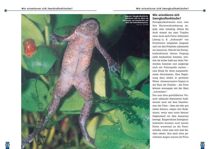 Bild: 9783937285139 | Der Zwergkrallenfrosch | Hymenochirus boettgeri | Kriton Kunz | Buch