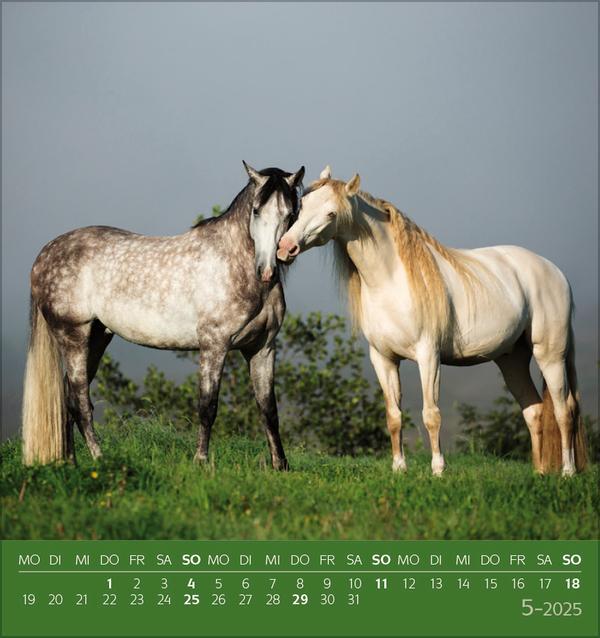 Bild: 9783731876731 | Traumpferde 2025 | aufstellbarer Postkartenkalender | Verlag Korsch