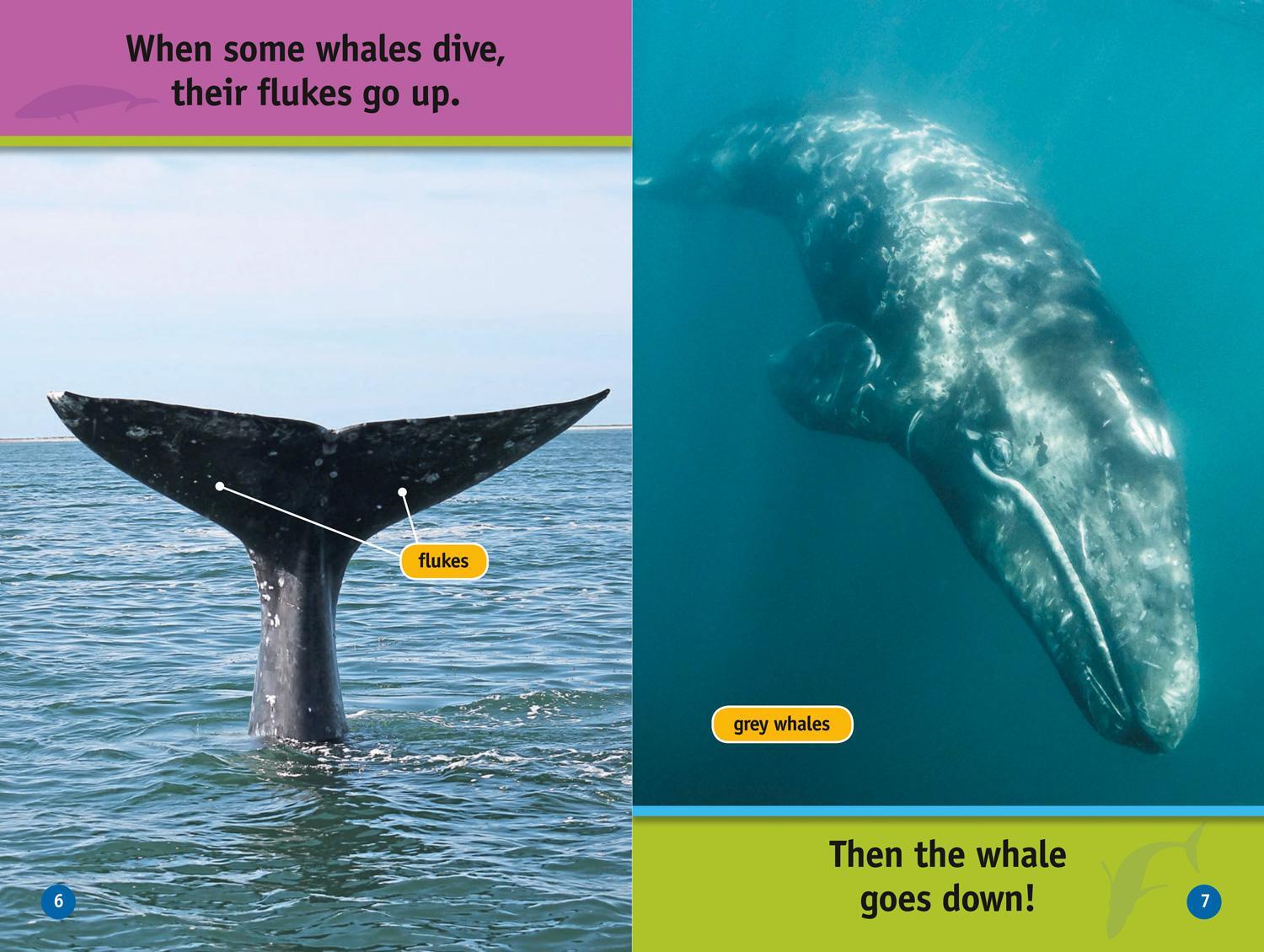Bild: 9780008422196 | Whales | Level 1 | Jennifer Szymanski (u. a.) | Taschenbuch | Englisch