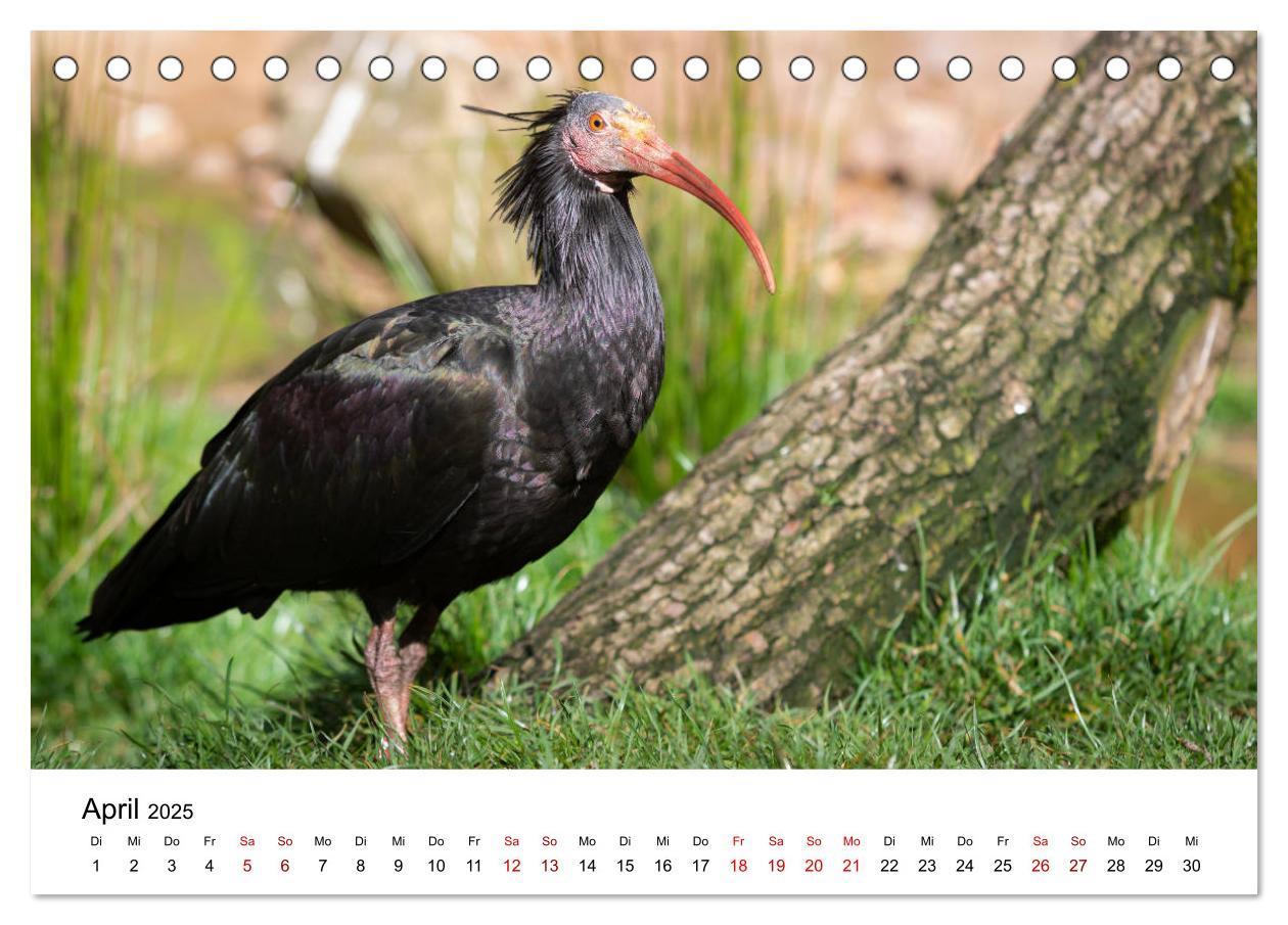 Bild: 9783435135714 | Der Waldrapp - Ein skurriler Vogel (Tischkalender 2025 DIN A5...