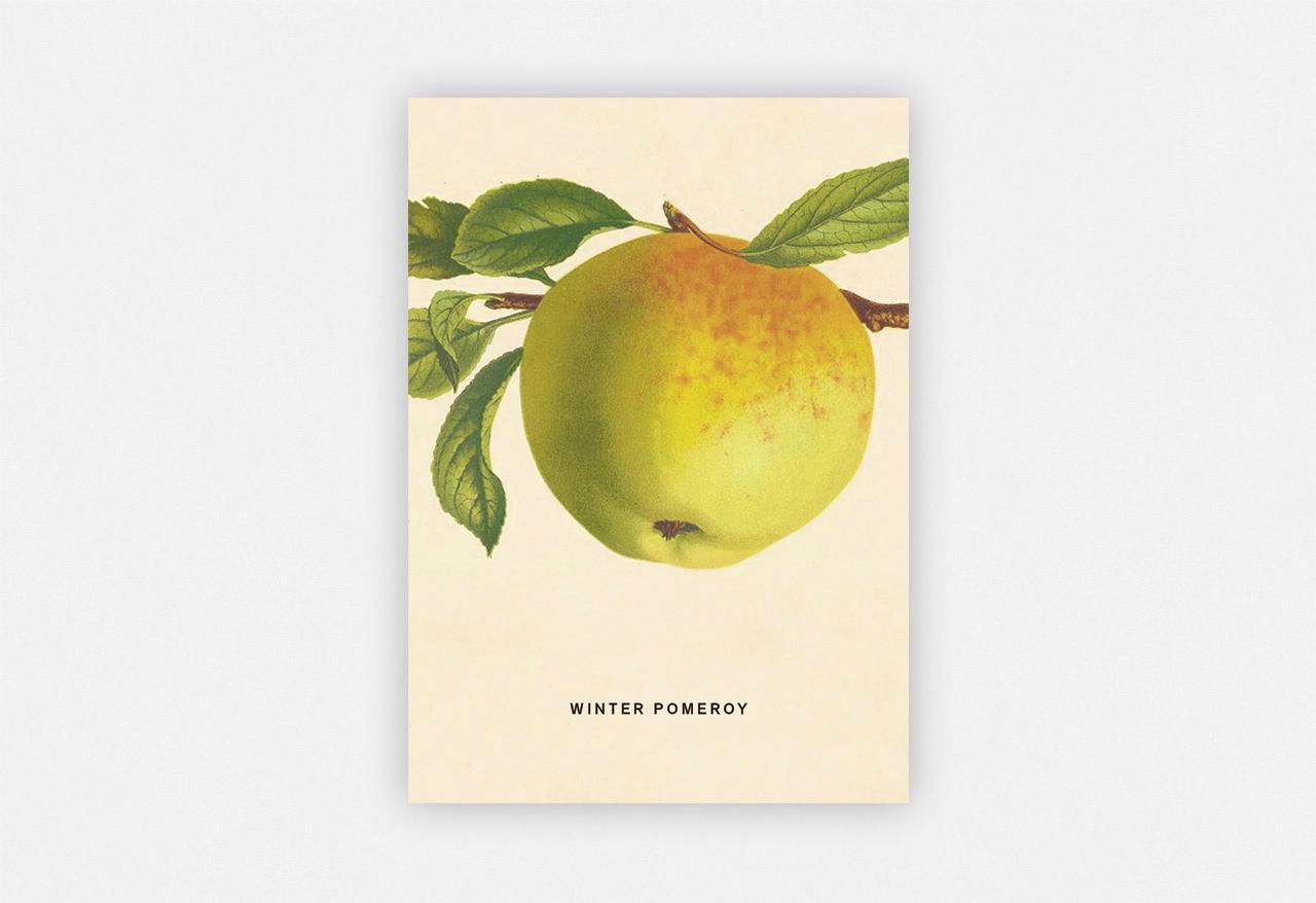 Cover: 4260172810821 | An Apple a Day 2020 - Postkartenset | 4 Stück | Taschenbuch | Deutsch