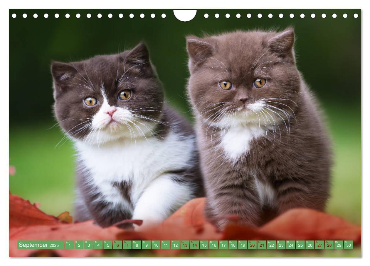 Bild: 9783435341788 | Katzenkinder - Britisch Kurzhaar (Wandkalender 2025 DIN A4 quer),...