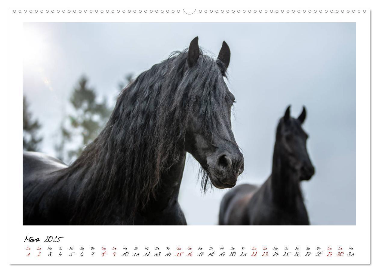 Bild: 9783435235407 | Friesen - stolze Giganten (Wandkalender 2025 DIN A2 quer), CALVENDO...