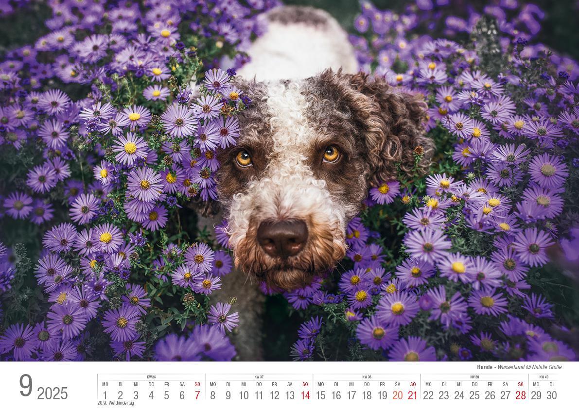 Bild: 9783965352346 | Hunde 2025 Bildkalender A3 quer - Natalie Große | Holger Klaes | 2025