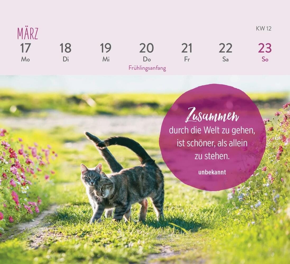 Bild: 4036442011935 | Mini-Wochenkalender 2025: Für Katzenfreunde | Groh Verlag | Kalender