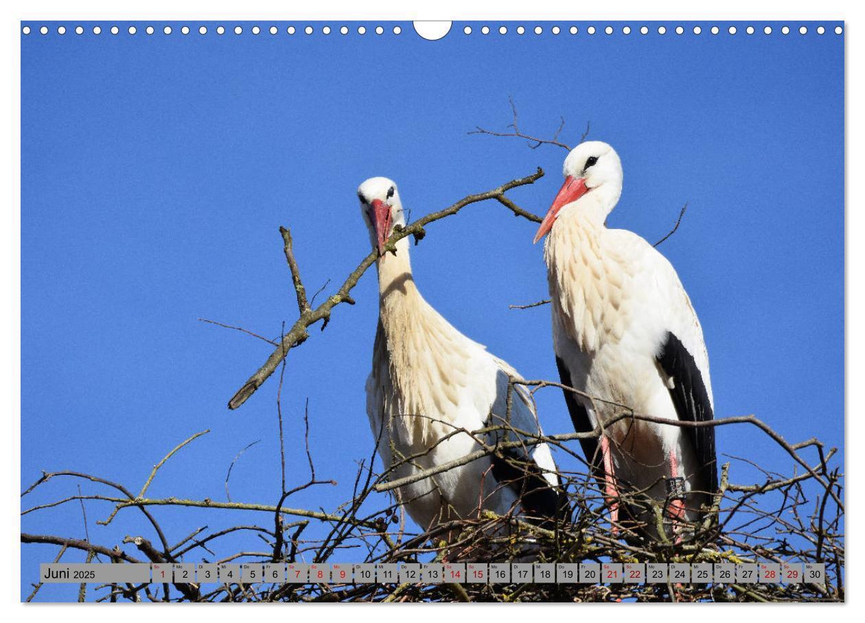 Bild: 9783435145348 | Zu Gast bei Familie Storch (Wandkalender 2025 DIN A3 quer),...