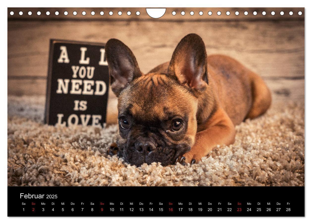 Bild: 9783435302314 | French Bulldog aktiv, verspielt, sportlich (Wandkalender 2025 DIN...