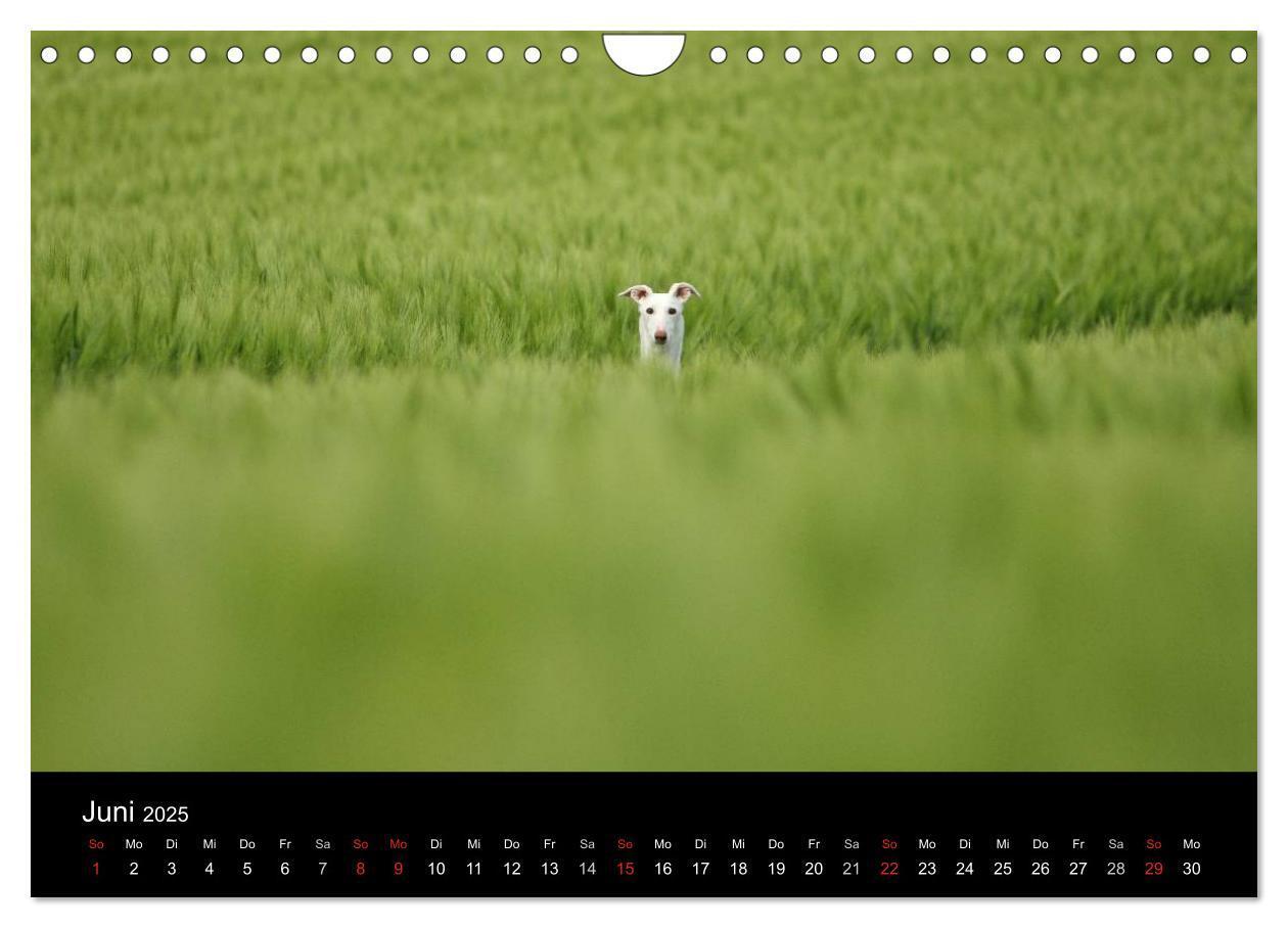 Bild: 9783435776092 | Der Windhundekalender (Wandkalender 2025 DIN A4 quer), CALVENDO...