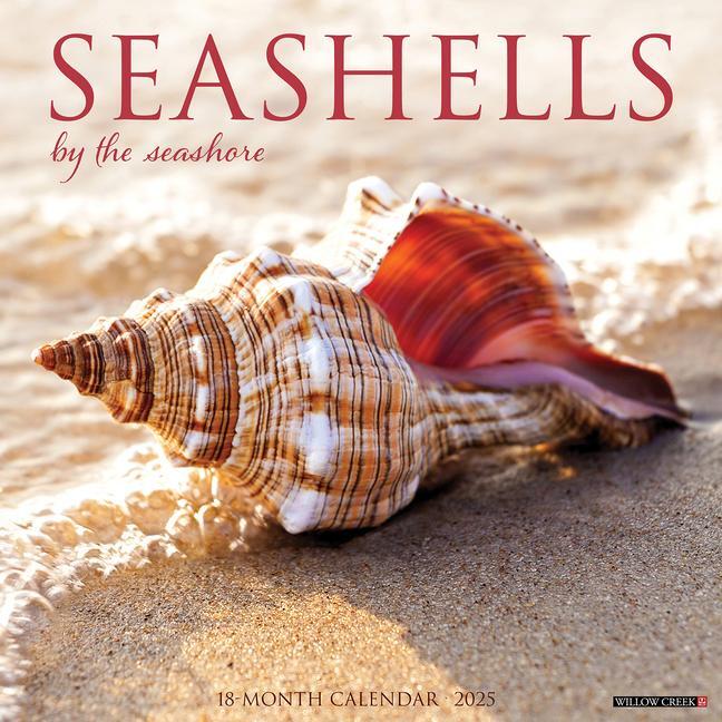 Cover: 9781549244797 | Seashells 2025 12 X 12 Wall Calendar | Willow Creek Press | Kalender