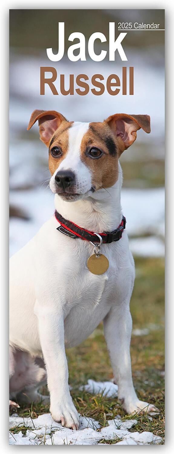 Cover: 9781804605103 | Jack Russell - Jack Russell Terrier 2025 | Avonside Publishing Ltd