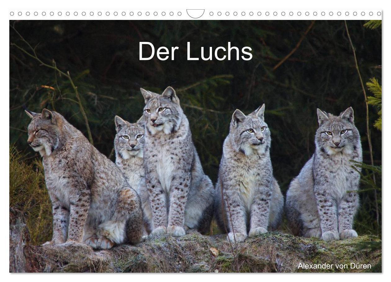 Cover: 9783383520464 | Der Luchs (Wandkalender 2024 DIN A3 quer), CALVENDO Monatskalender