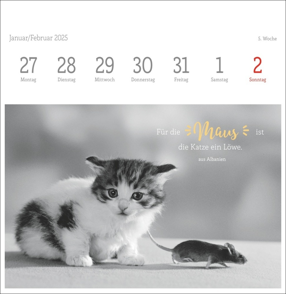 Bild: 9783756408160 | Monika Wegler: Katzen Weisheiten Premium-Postkartenkalender 2025